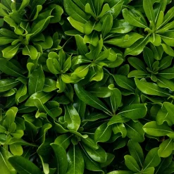 Pittosporum tobira 'Nana'