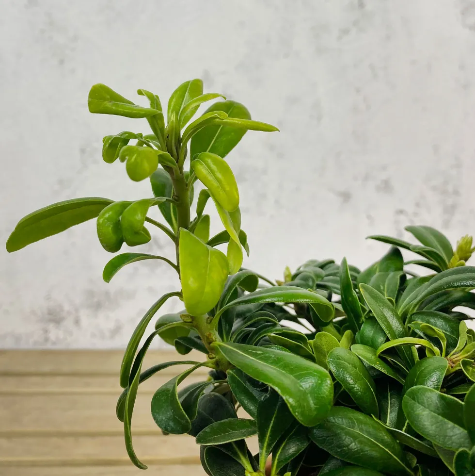 Pittosporum tobira 'Nana'