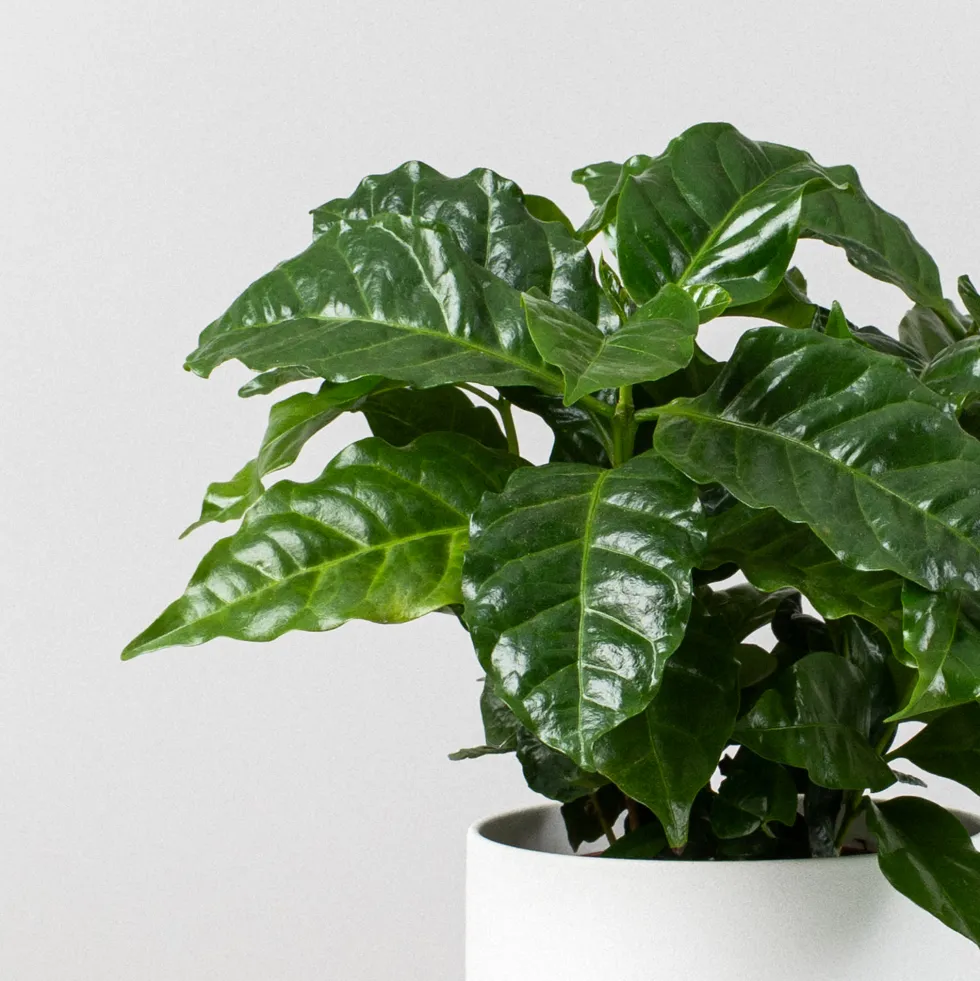 Planta del café