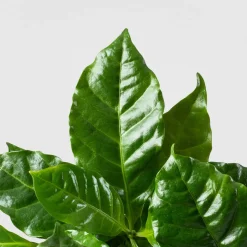 Planta del café