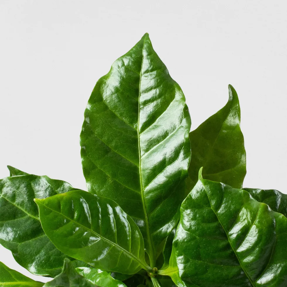 Planta del café