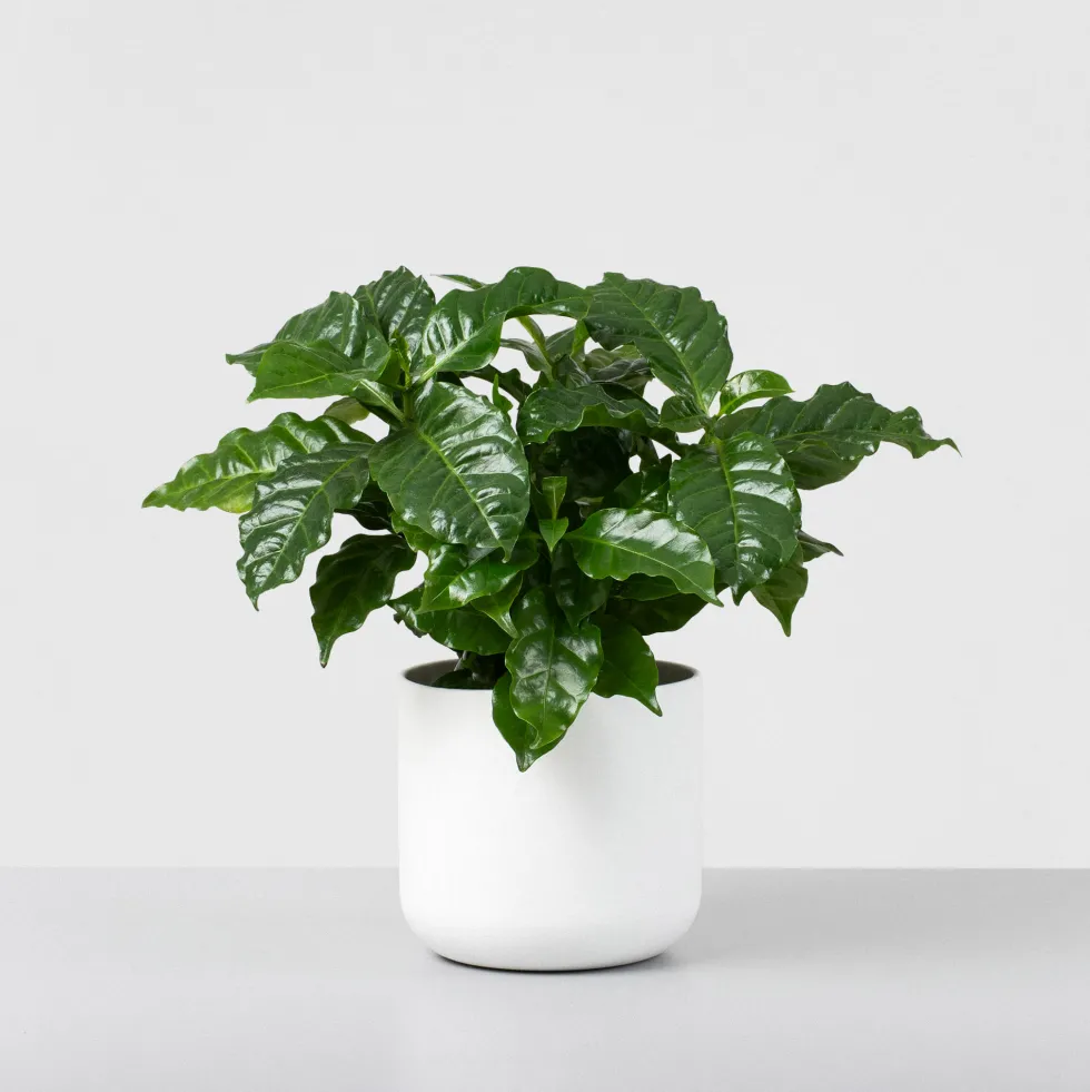Planta del café