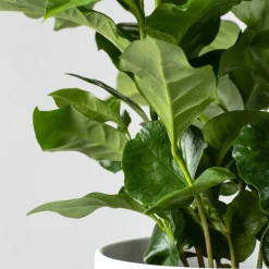 Planta del café