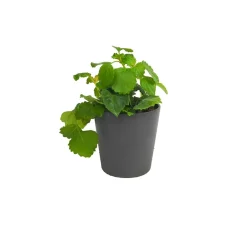 Plectranthus australis (Planta del Dinero)
