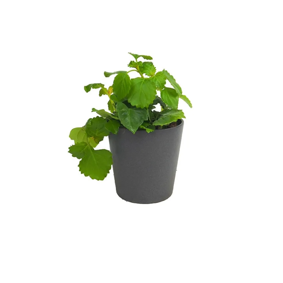Plectranthus australis (Planta del Dinero)