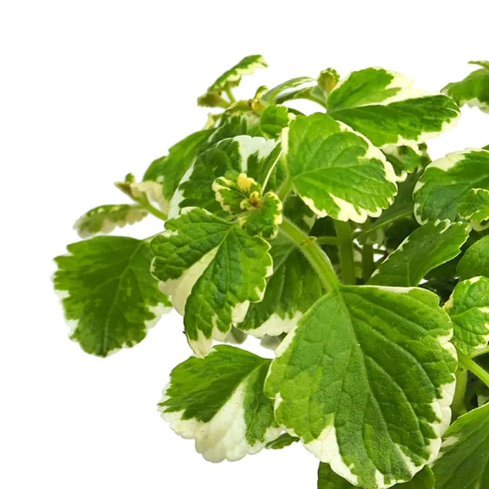 Plectranthus coleoides (Planta de Incienso)