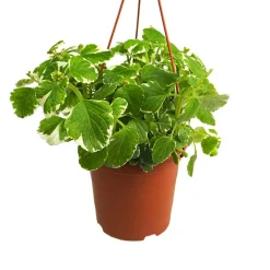 Plectranthus coleoides (Planta de Incienso)