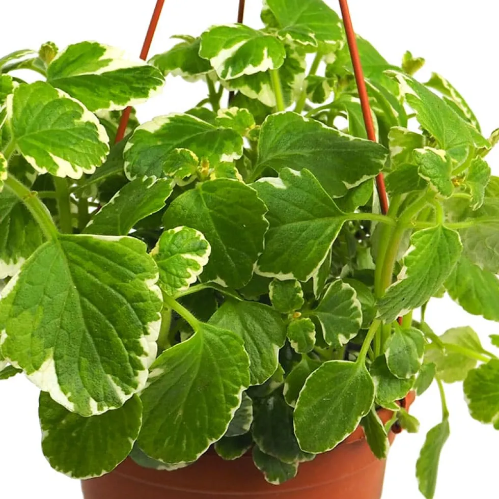 Plectranthus coleoides (Planta de Incienso)