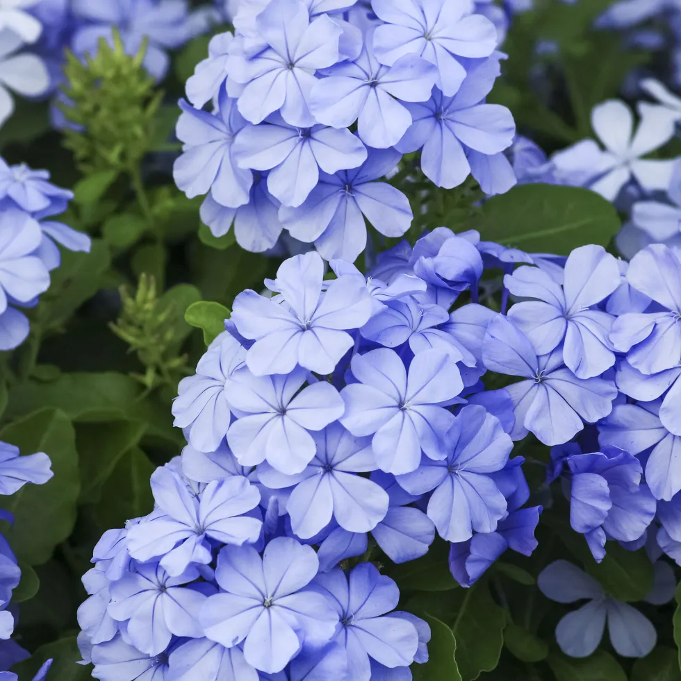 Plumbago auriculata (Jazmín del cielo)