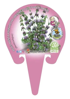Poleo (mentha pulegium) - Planta aromática