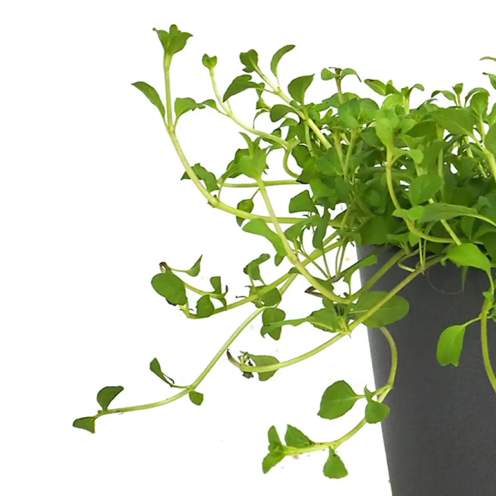 Poleo (mentha pulegium) - Planta aromática