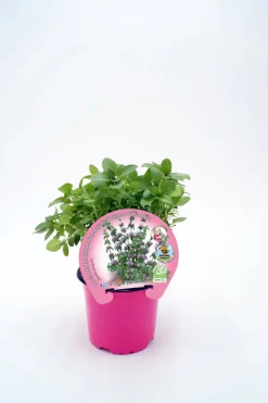 Poleo (mentha pulegium) - Planta aromática
