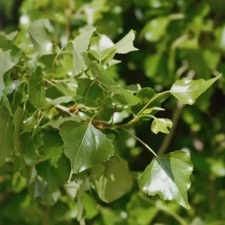 Populus nigra (Álamo negro)
