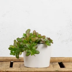 Portulaca umbraticola
