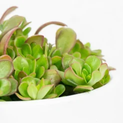 Portulaca umbraticola