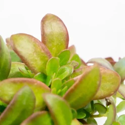 Portulaca umbraticola