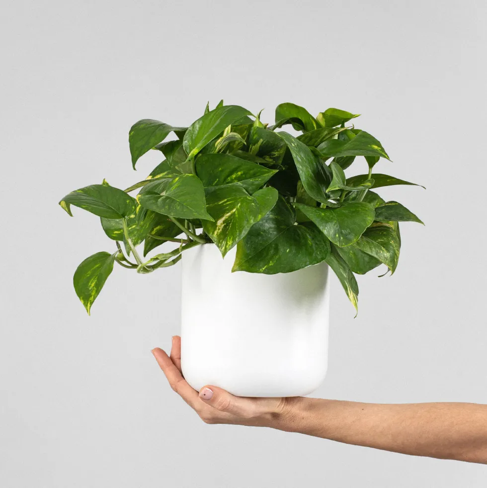Potho - colgante (Epipremnum aureum)