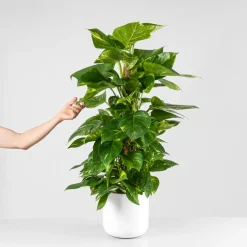 Potho - con tutor (Epipremnum aureum)