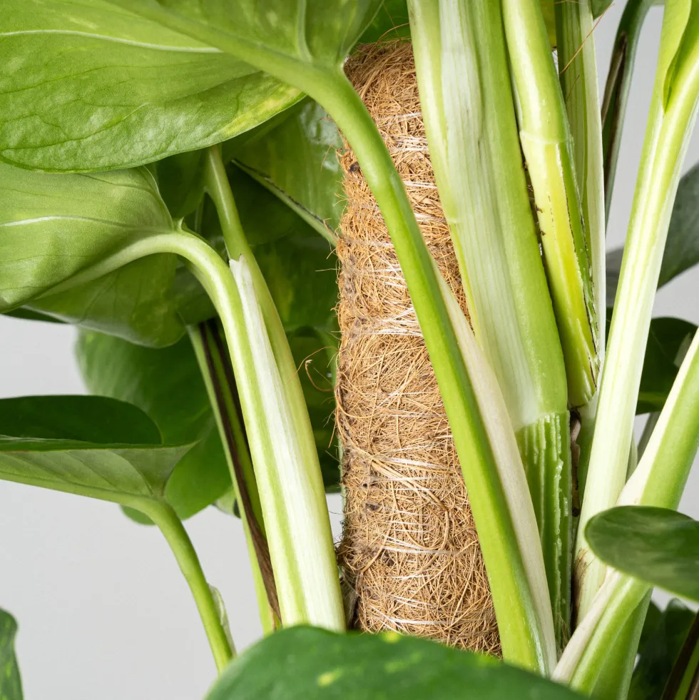 Potho - con tutor (Epipremnum aureum)
