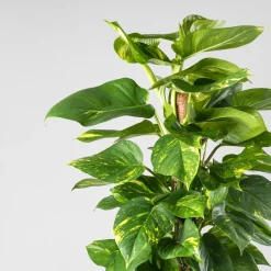 Potho - con tutor (Epipremnum aureum)