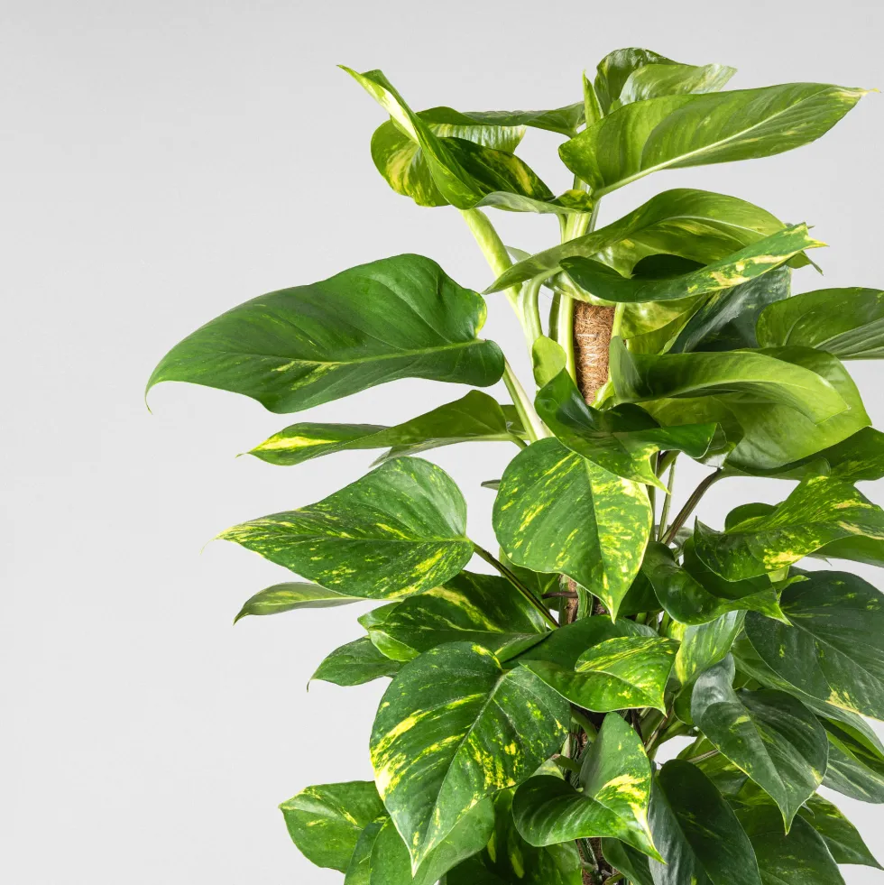 Potho - con tutor (Epipremnum aureum)
