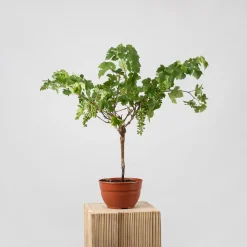 Prebonsai Vid, Parra (Vitis vinifera)