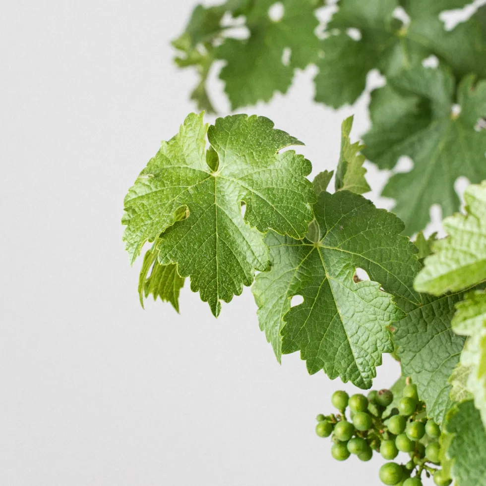 Prebonsai Vid, Parra (Vitis vinifera)