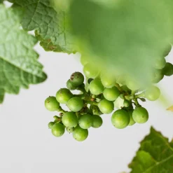 Prebonsai Vid, Parra (Vitis vinifera)
