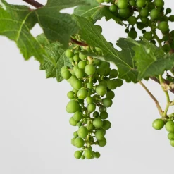 Prebonsai Vid, Parra (Vitis vinifera)