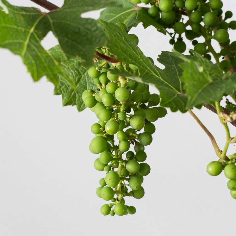 Prebonsai Vid, Parra (Vitis vinifera)