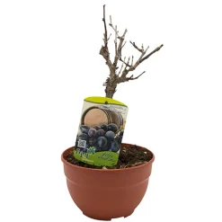 Prebonsai Vid, Parra (Vitis vinifera)