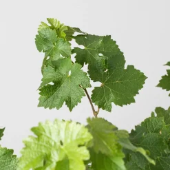 Prebonsai Vid, Parra (Vitis vinifera)