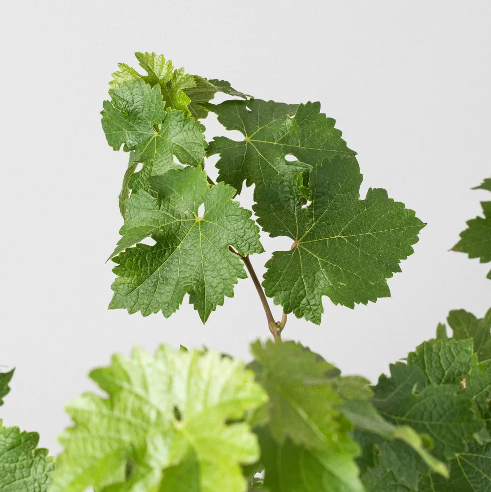 Prebonsai Vid, Parra (Vitis vinifera)