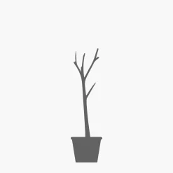 Prunus cerasifera 'Nigra'
