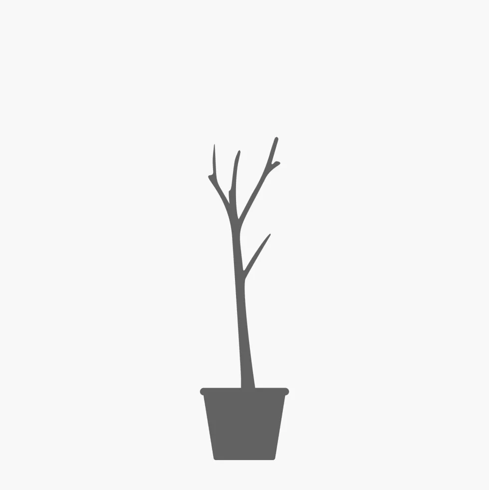Prunus cerasifera 'Nigra'