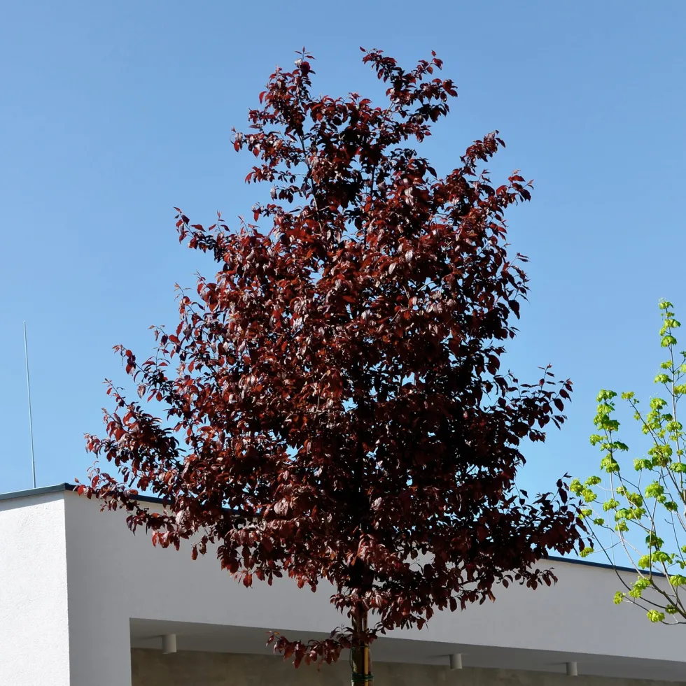 Prunus cerasifera 'Pissardii'