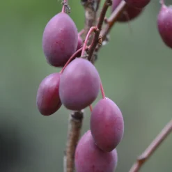 Prunus cerasifera 'Pissardii'