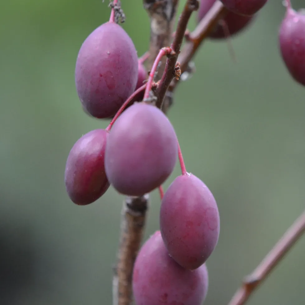 Prunus cerasifera 'Pissardii'