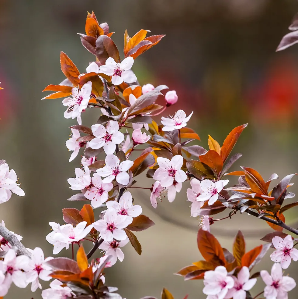 Prunus cerasifera 'Pissardii'