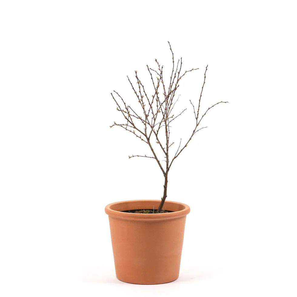 Prunus glandulosa 'Alba Plena'