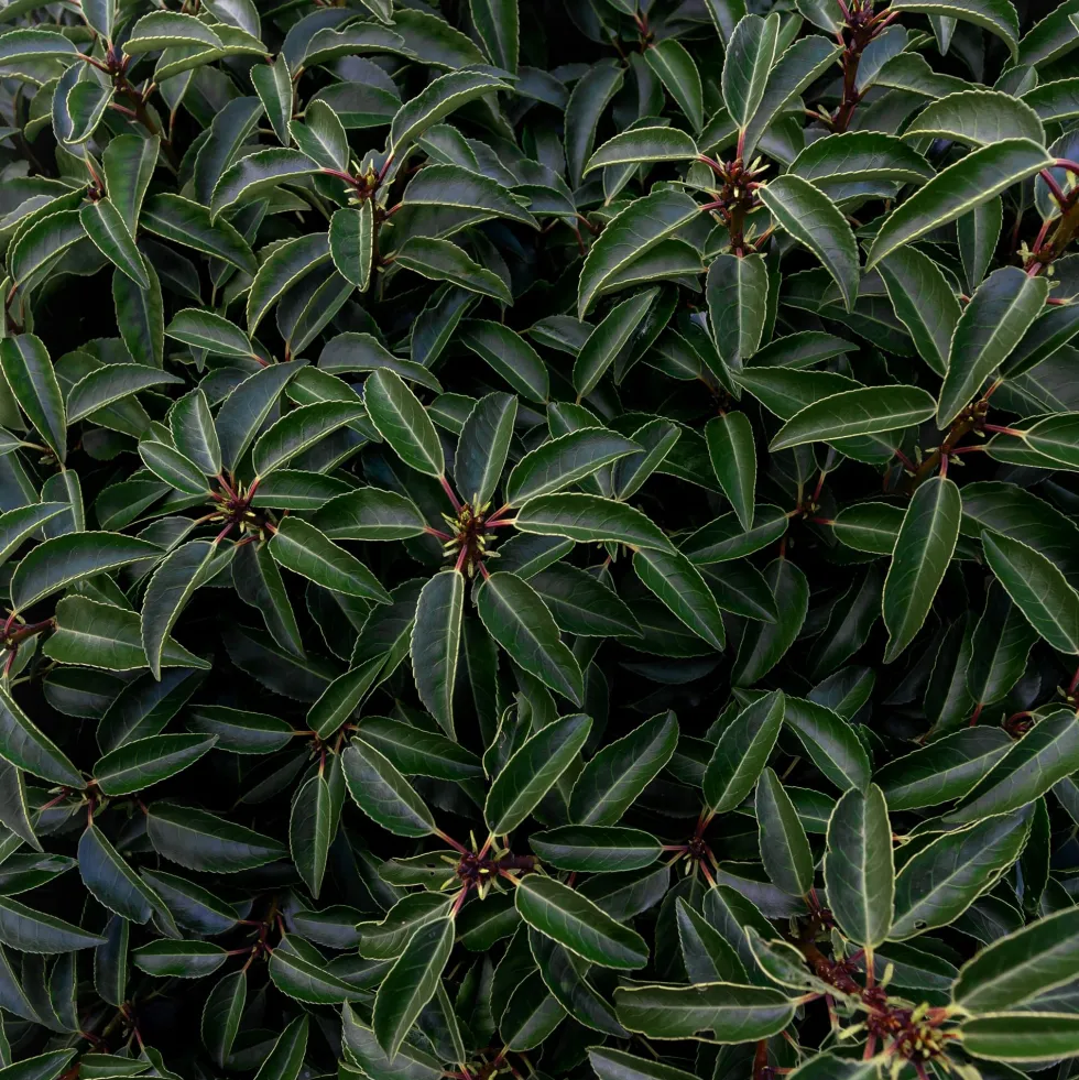 Prunus lusitanica 'Angustifolia'