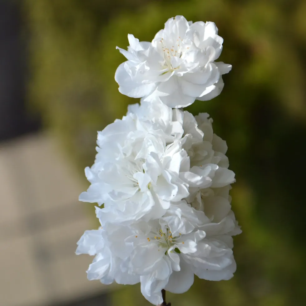 Prunus persica 'Taoflora'