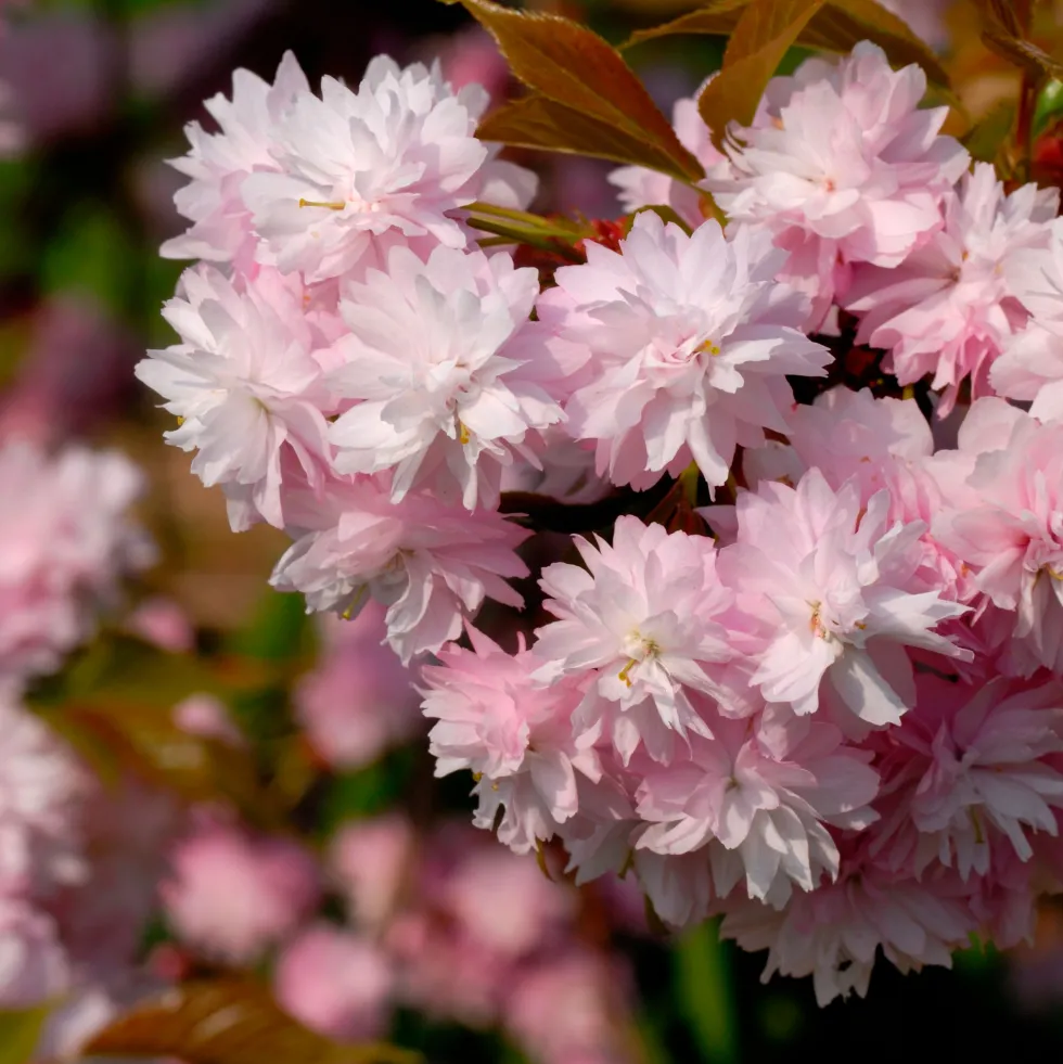 Prunus serrulata 'Kiku-shidare-zakura'