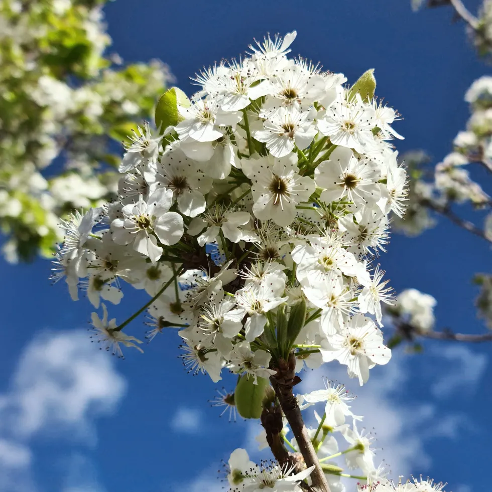 Pyrus calleryana 'Chanticleer'