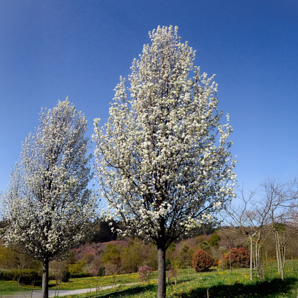 Pyrus calleryana 'Chanticleer'