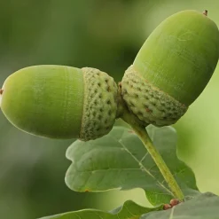 Quercus robur (Roble)