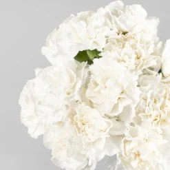 Ramillete de Claveles blancos