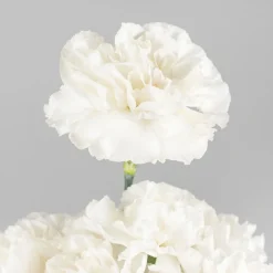 Ramillete de Claveles blancos