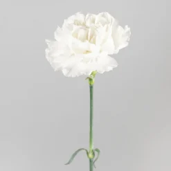 Ramillete de Claveles blancos
