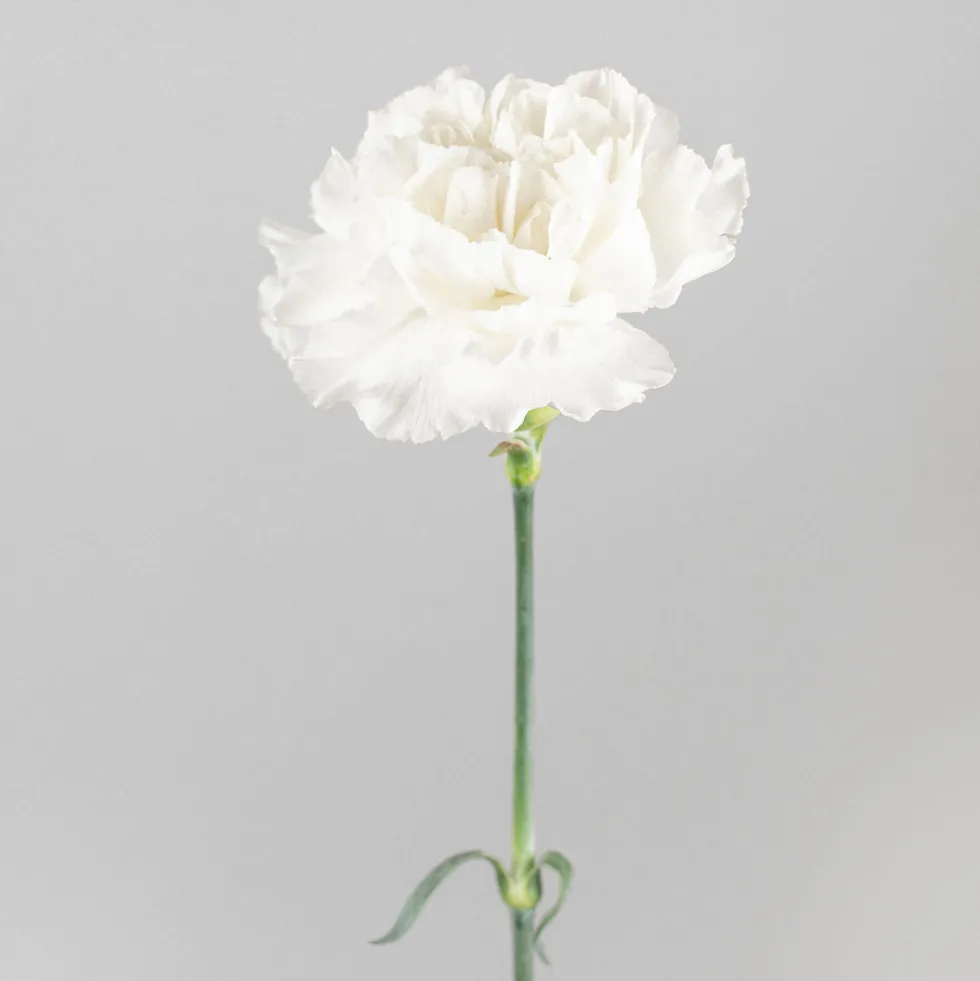 Ramillete de Claveles blancos